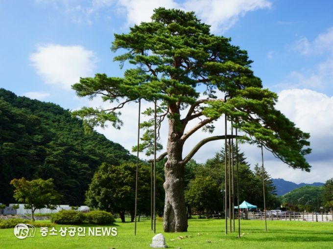 정이품송 소나무