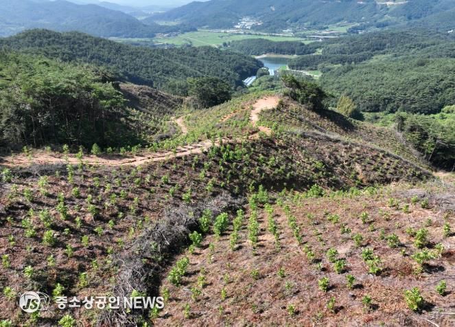 곡성군, 119ha에 걸친 ‘2024년 조림사업’ 완료