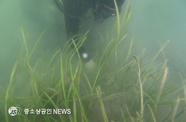 완도군, 바다 정원화 사업 결과 ‘잘피 생존율 높아’