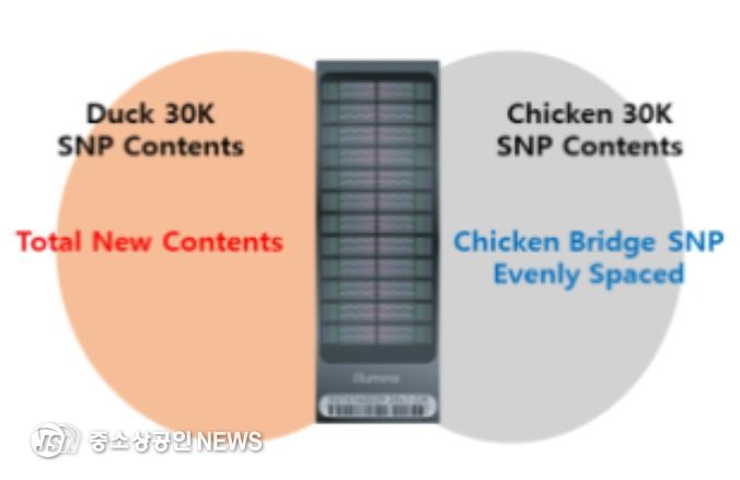 가금 SNP 칩의 구성 모식도