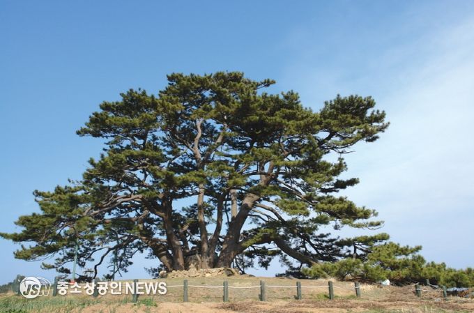 기장군 보호수, 죽성리 곰솔‘2025 올해의 나무’선정