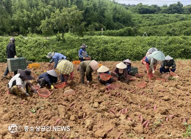 조기재배 고구마 진율미 수확