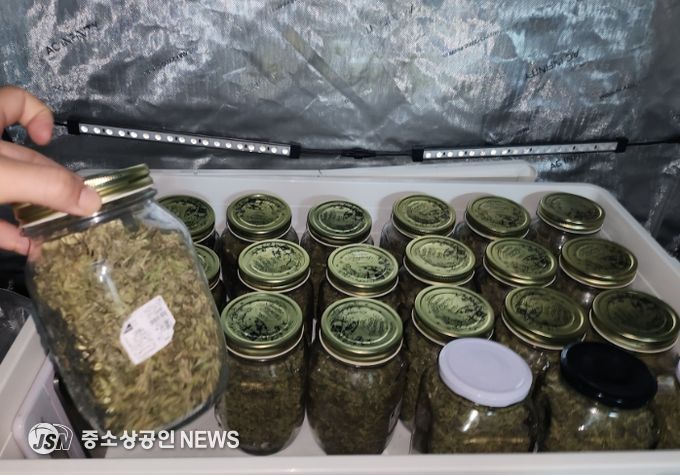 유리병에 보관중인 대마(검거일 2024년 6월 3일)