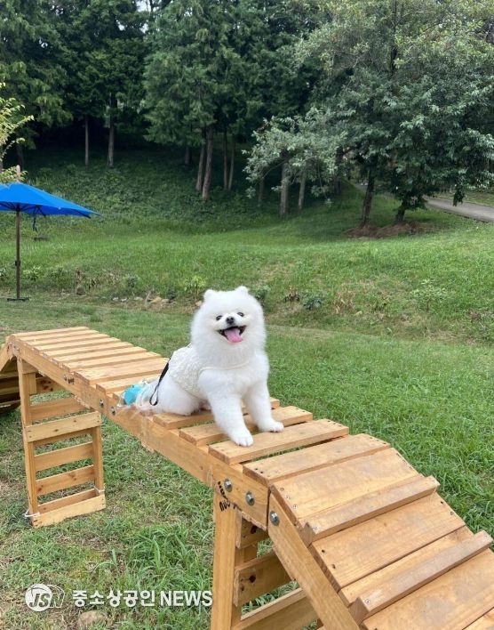 반려견과 함께 즐기는 드라마 속 한가위 인기