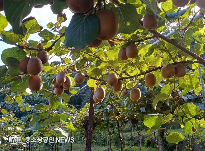순천시 지역 대표 농산물 참다래 본격 출하