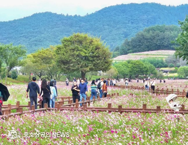 무안군 몽탄면, 2025 몽탄 코스모스 축제