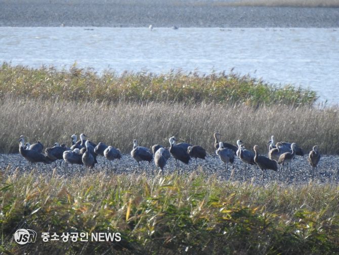 흑두루미 73마리, 순천만 도래