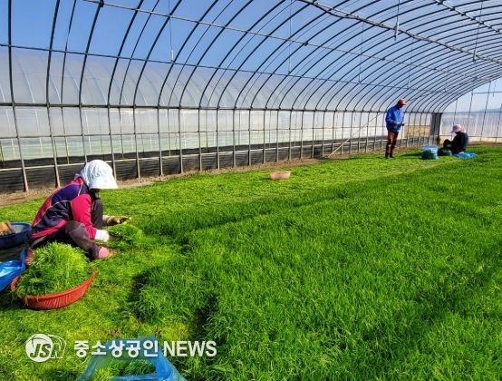 해남군“바다향 품은 간척지의 명품채소”세발나물 출하