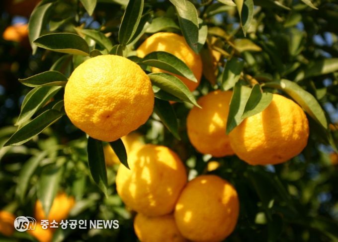 고흥에서 생산된 유자와 관자로 세계 정상 입맛 사로잡아