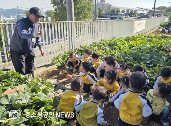 영도구, 고구마 수확 체험 운영