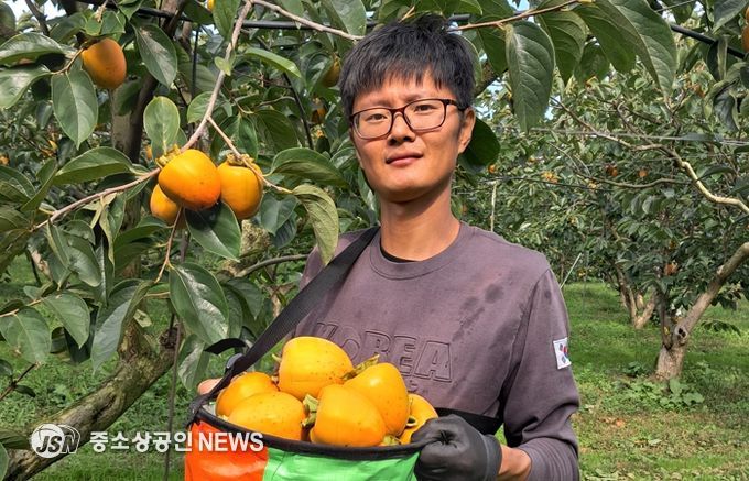 영암 대봉감, 대한민국 대표과일 2년 연속 수상 쾌거