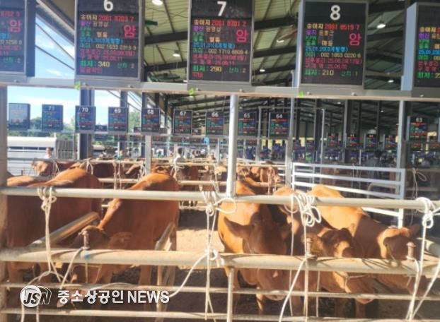해남군, 한우 집에서도 사세요~! 스마트 가축경매시장 호응