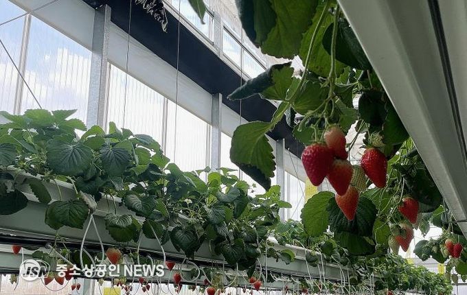나주시, 남평 ‘설향’ 딸기 본격 출하…내년 특화작목 육성사업 선정