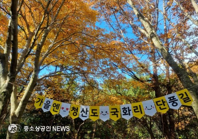 완도 청산도 단풍길 전경