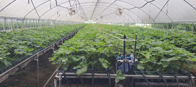 지역특화작목 ‘딸기묘’, 프리미엄 시장 도약 발판