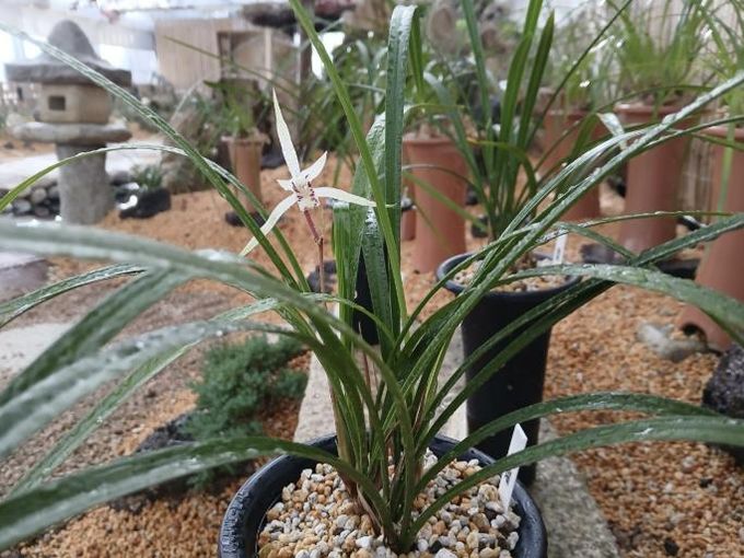 함평군 자연생태공원 제주한란, 일본 한란