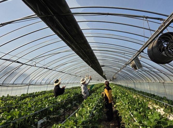 화순군 겨울철 명품과일 딸기 본격 출하