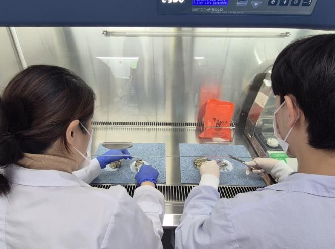 광주광역시, 생식용 굴 노로바이러스 안전성 검사