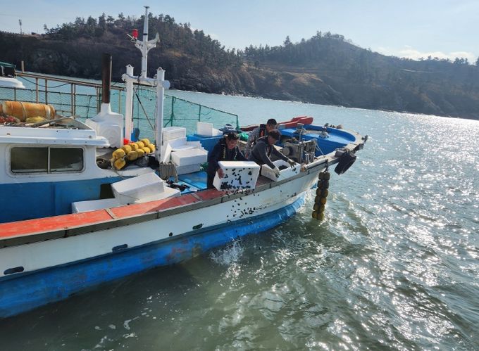 영광군, 안마도 해역에 전복 종자 4만 마리 방류