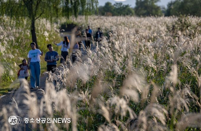 서창억새축제, 대한민국축제콘텐츠 4년 연속 대상