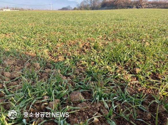 영광군, 맥류 생육재생기 관리가 수량을 좌우합니다!