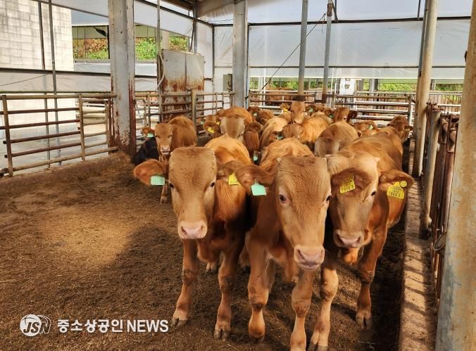 경기 한우 명품화